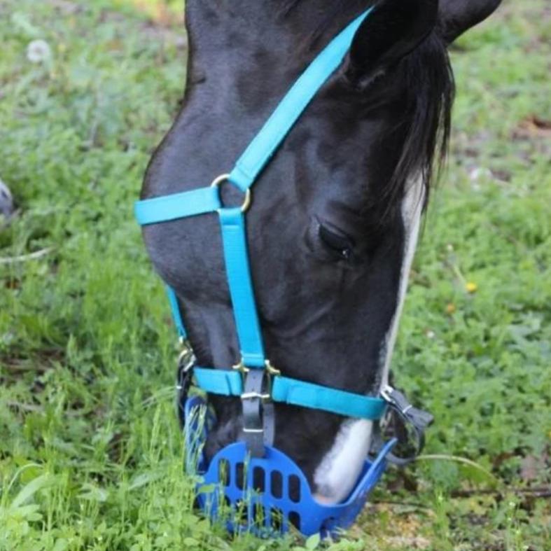 grazing muzzle for dogs