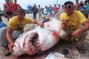 The Great White Shark of over 3000 pounds, caught in the 80's.