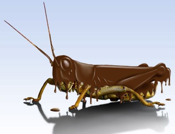 Grasshoppers actually don't taste bad at all and I bet that if they're covered in chocolate, you'd LOVE them!