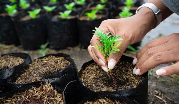 Women planting trees. Our camp trunks plant trees!