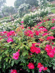 Rose Garden at Ladew Gardens