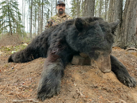 Alberta Giant Black Bear