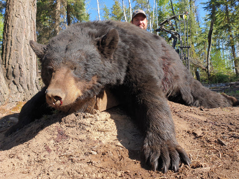 Bear hunting in Alberta