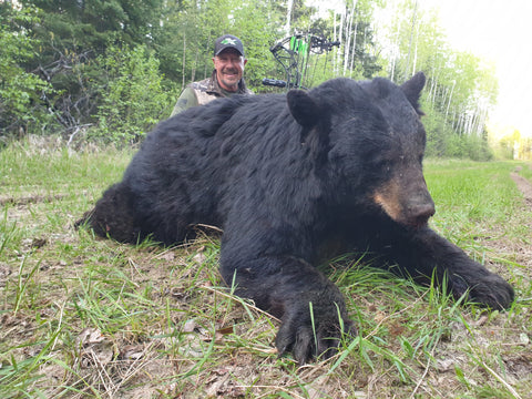 Northern Alberta Black Bear