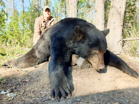 Amazing trophy black bear in northern alberta