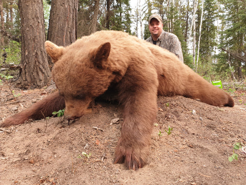 Cinnamon Bear harvested at Last West Outfitting bearcamp