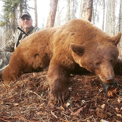 Beautiful brown bear during spring 2019