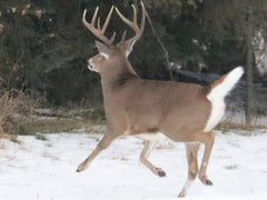 White-tailed buck running to the tree line