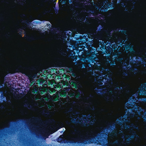 Blue Coral Under Water