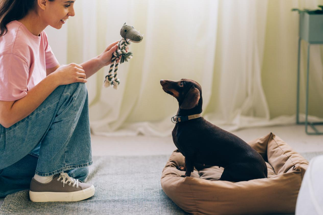 A woman in a pink shirt and jeans playing with a small brown dachshund dog sitting on a beige dog bed indoors, holding a rope toy shaped like an animal, with soft natural light and neutral background.