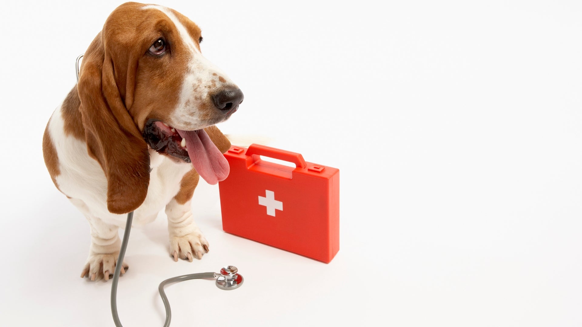 Trousse de Premiers secours - Animal de compagnie - Premiers secours pour  chiens et