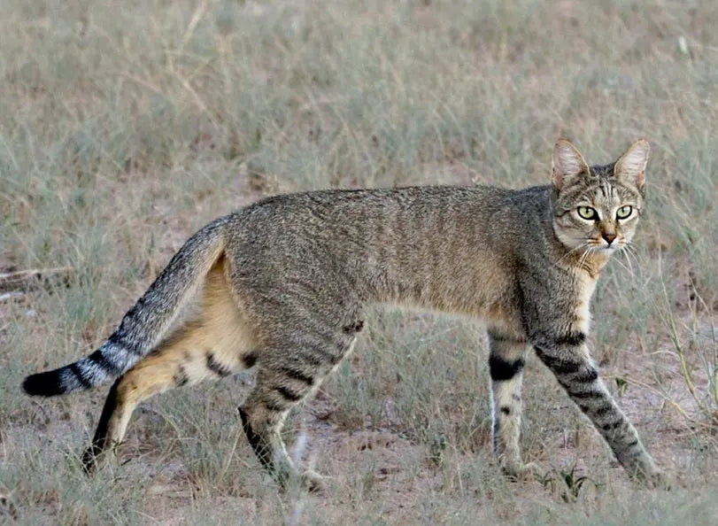A long-legged cat