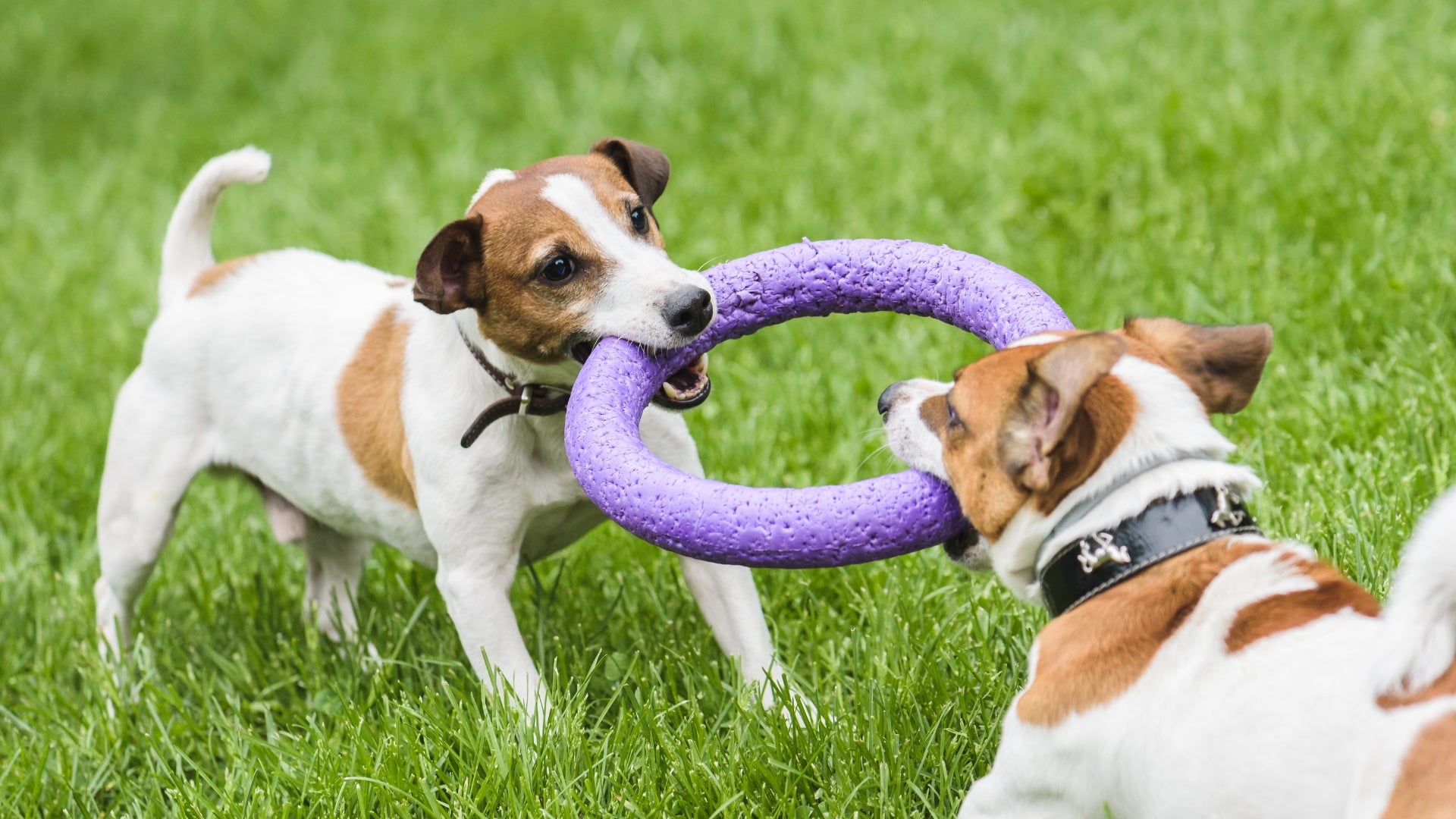 Juegos de estimulación mental para perros 