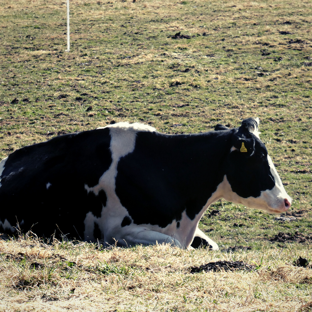 käse gutschein