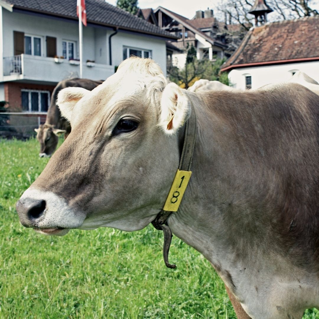 käse gutschein