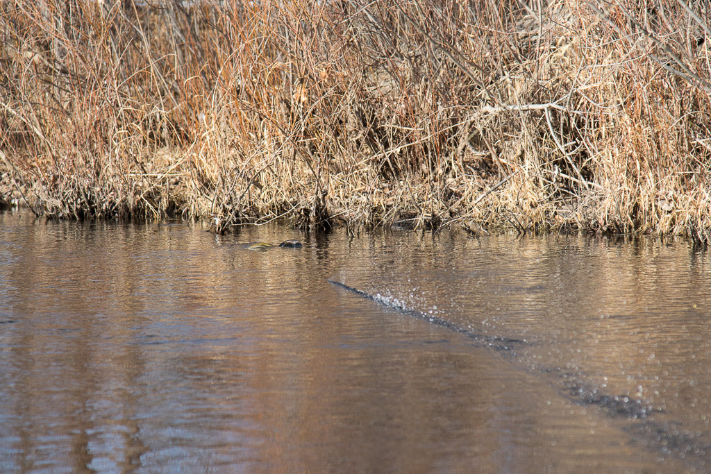 Dry flies in town-3