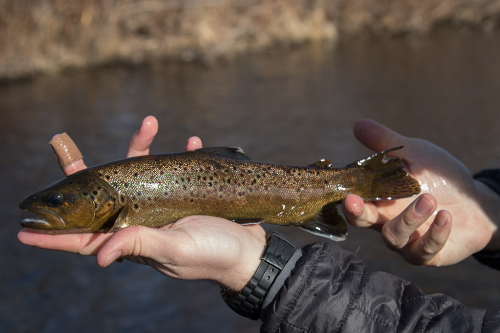 Dry flies in town-8