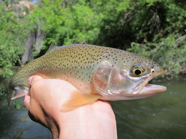 Nice Rapid Creek Rainbow from Hans
