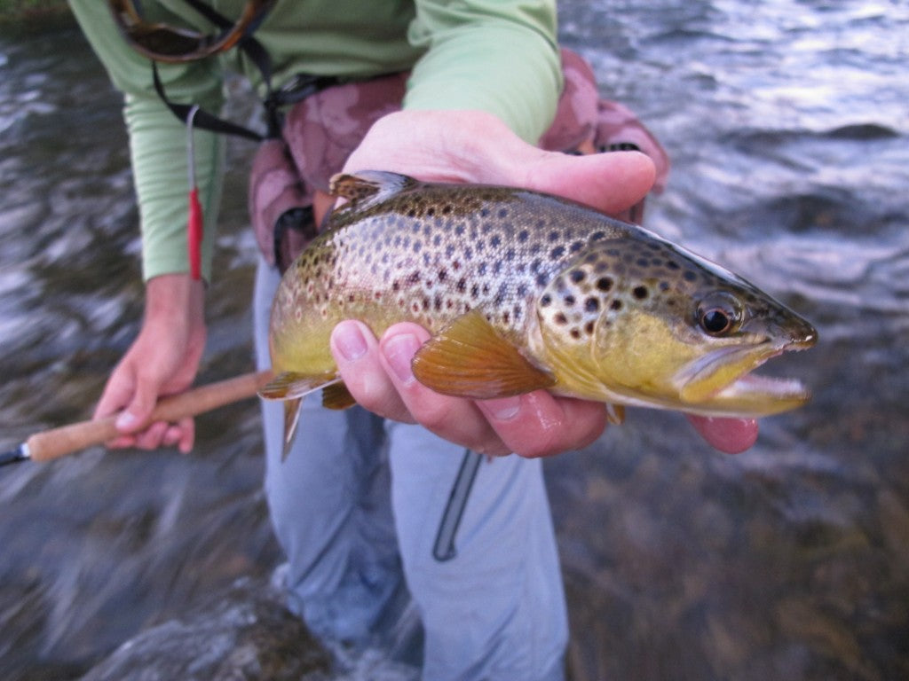 Tons of nice fish in Rapid Creek through town right now!