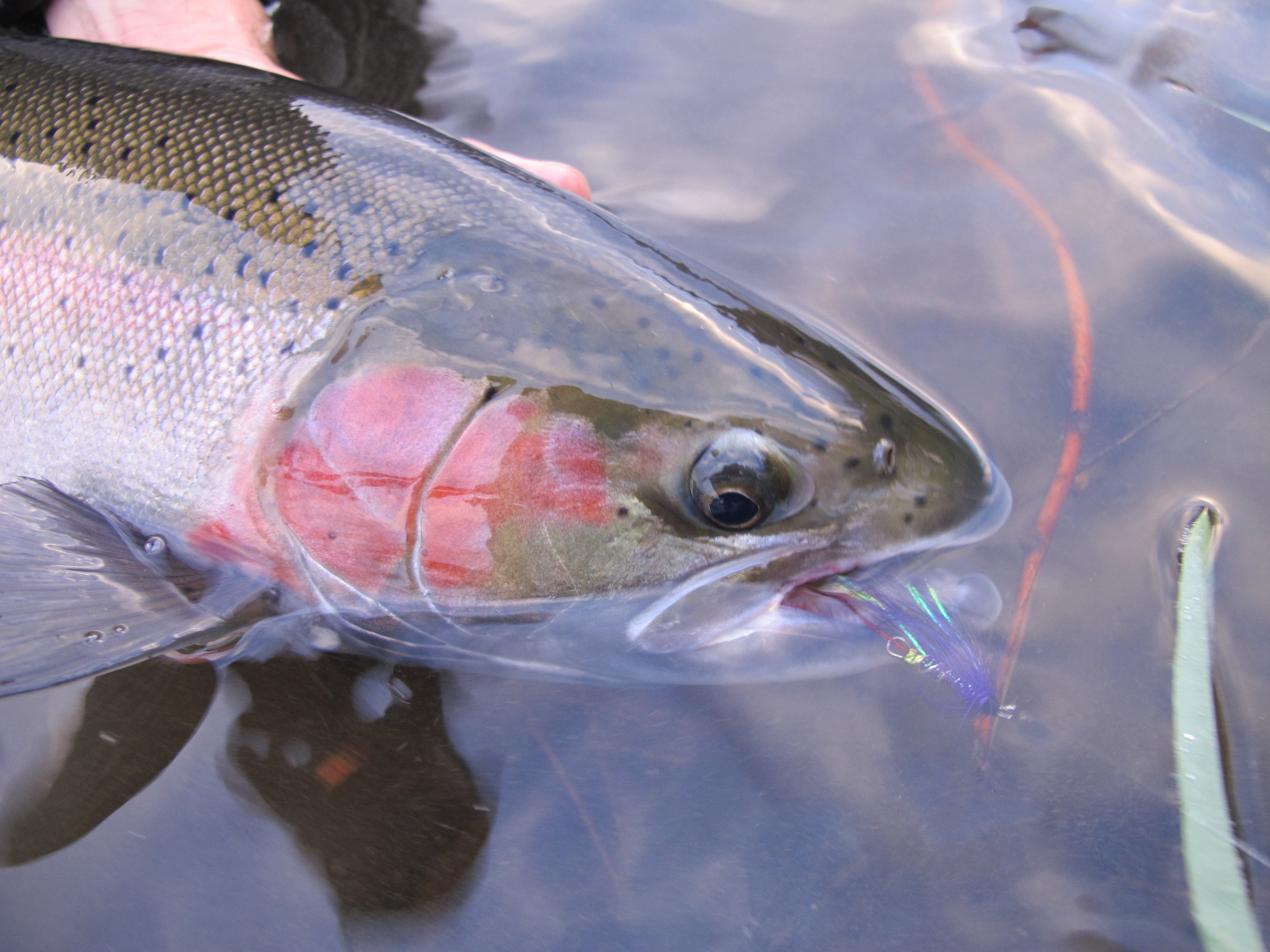 Steelhead: Fly Fishing