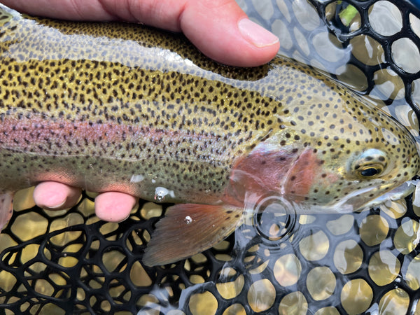 black hills rainbow trout