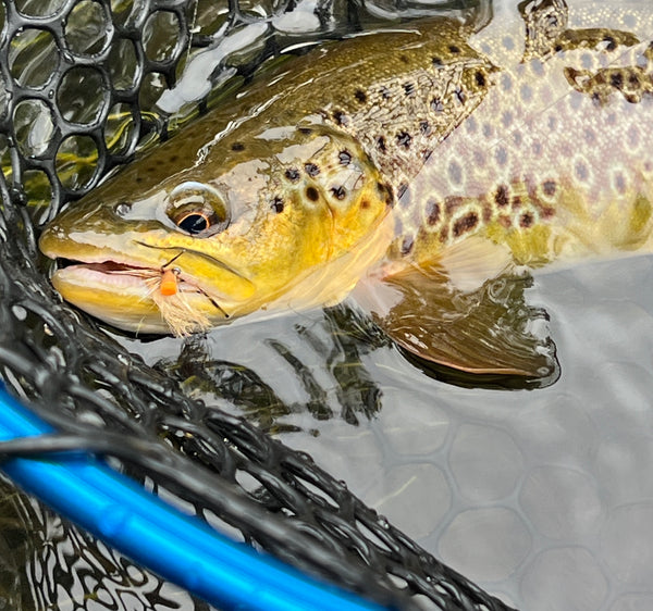 black hills brown trout terrestrial ant hopper