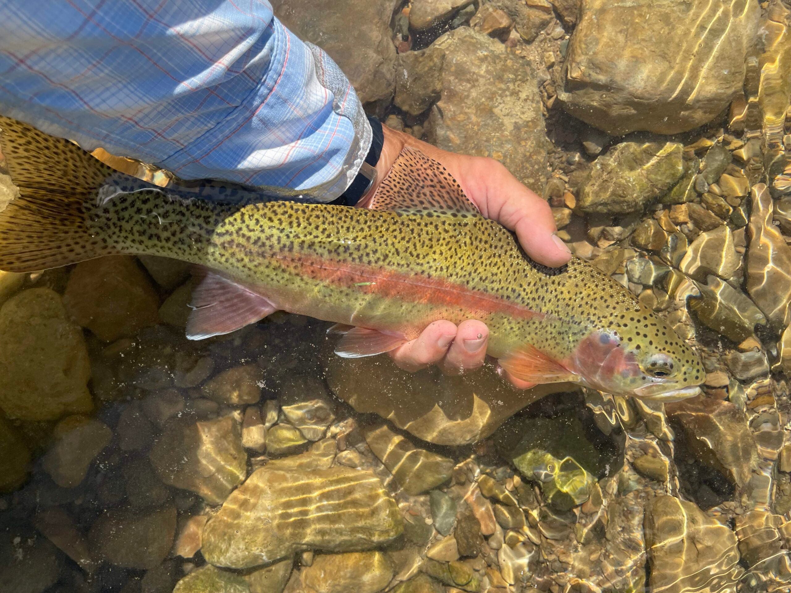 black hills fly fishing rainbow trout