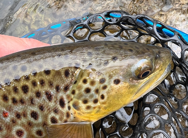 rapid creek south dakota brown trout fly fishing