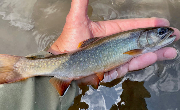 Black Hills Brook Trout