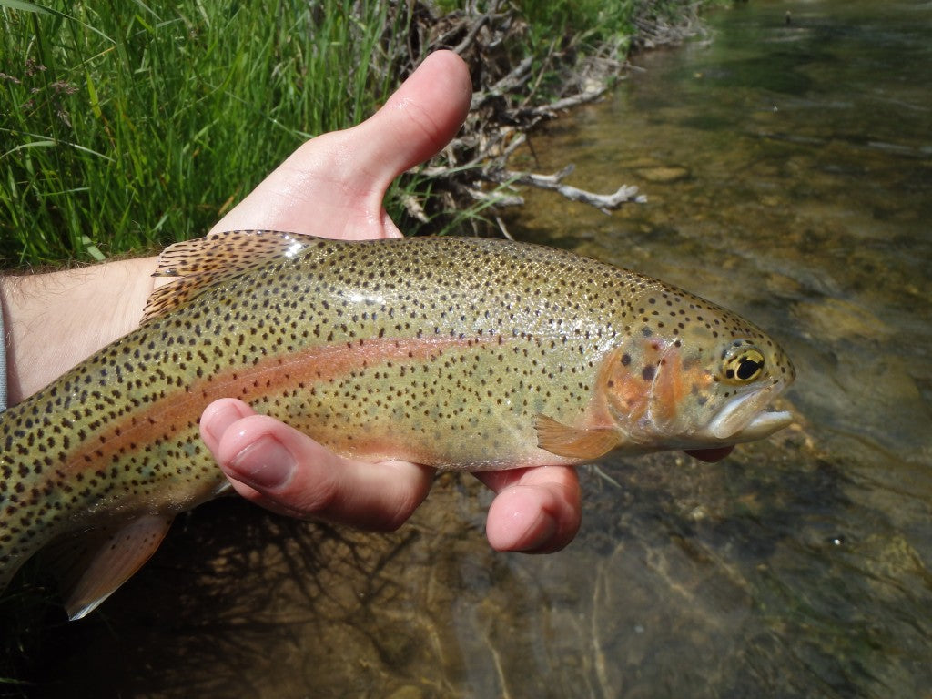 Spearfish Canyon Rainbow! Doesn't get prettier than this.