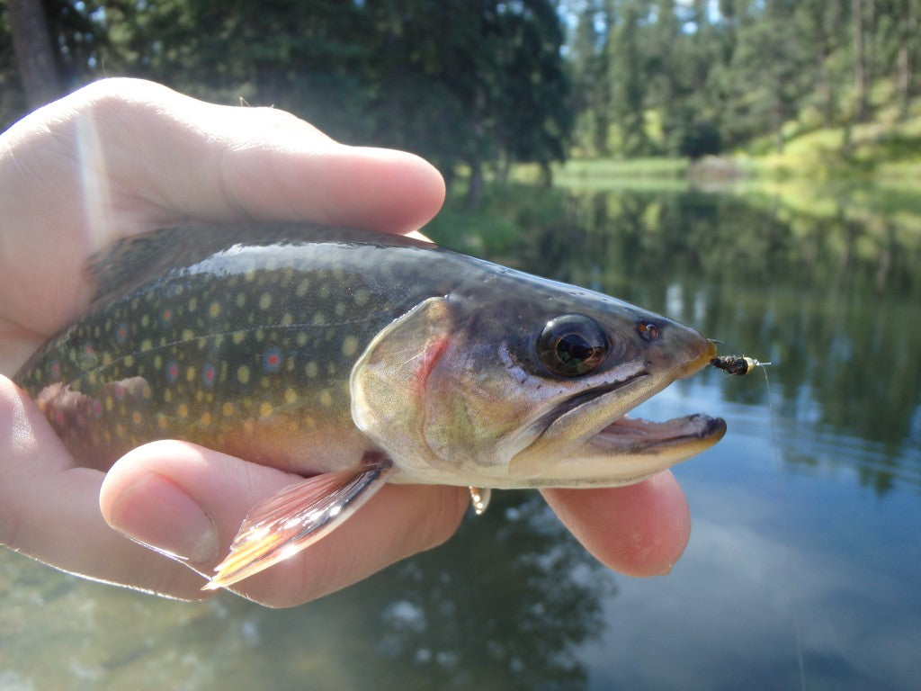 Spunky little lake brookie