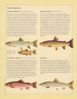 black_hills_fishing_guide_trout_species