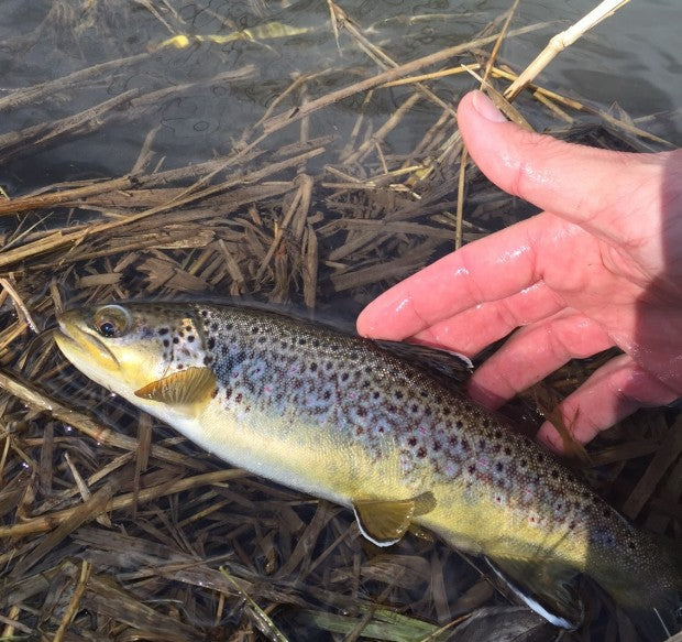 rapid creek fly fishing black hills march 2015