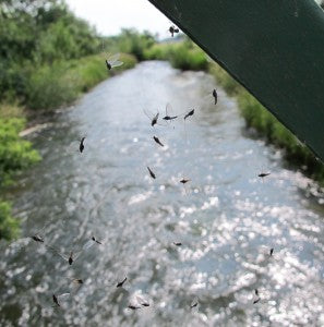 Trico Spinners in Spiderweb over Rapid Creek. 