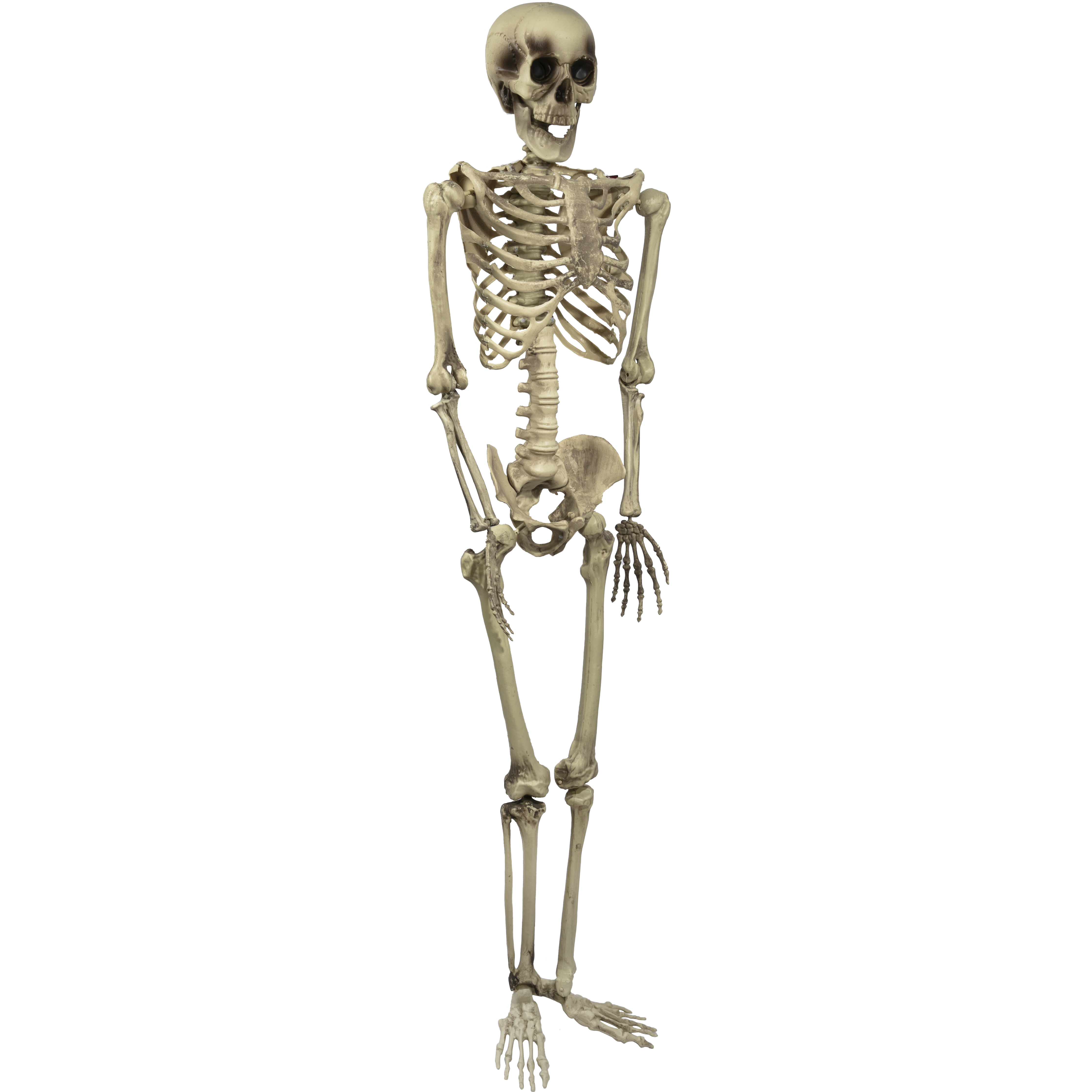 Image of Halloween Skeleton 150cm