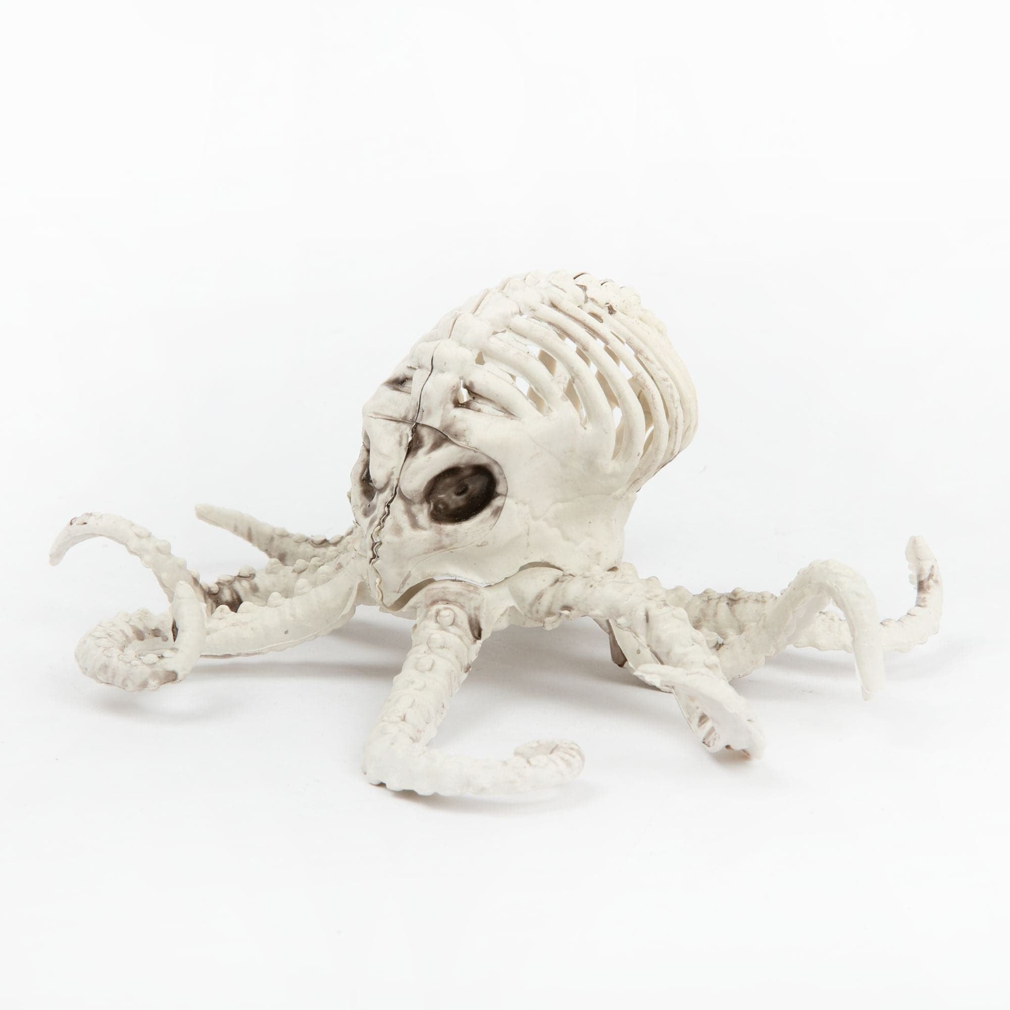 Image of Skeleton Octopus