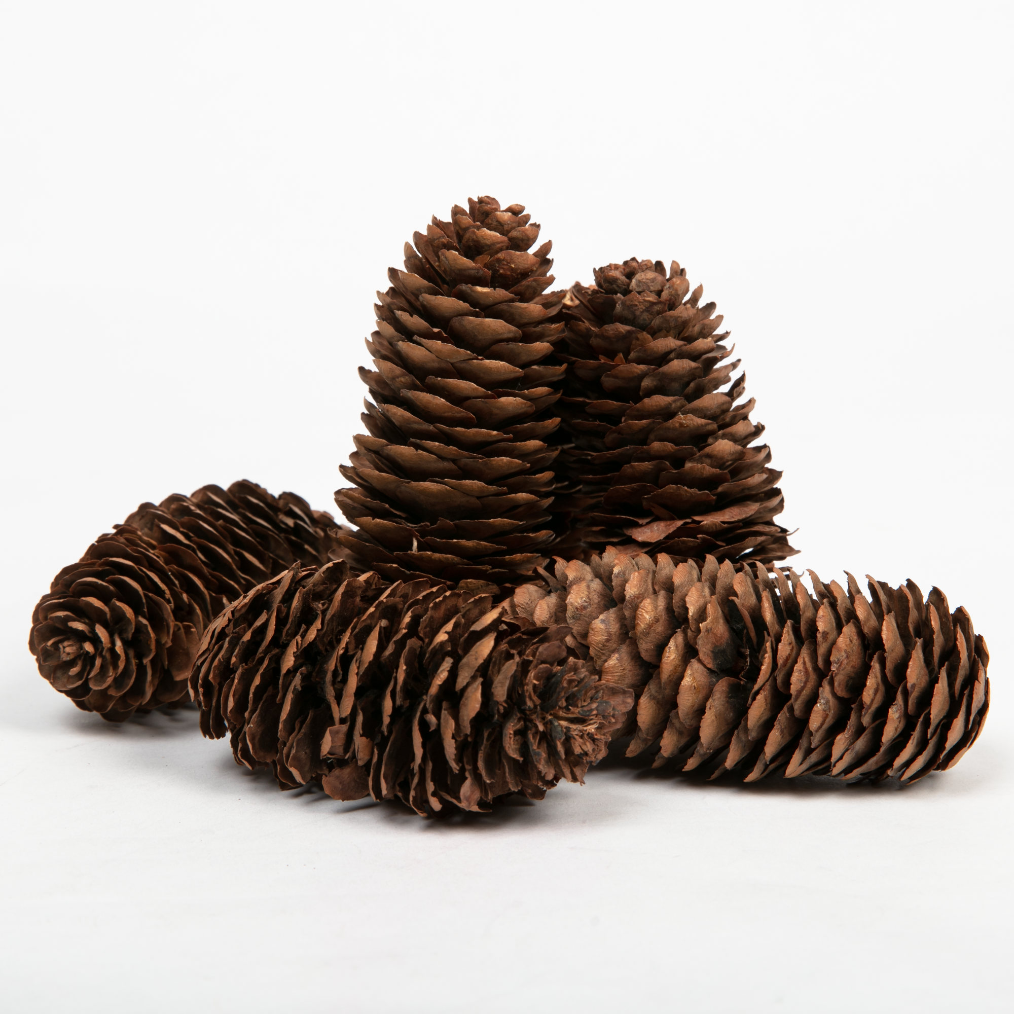 Image of Make a Merry Christmas Sugar Pine Cones 10cm (6 Pack)