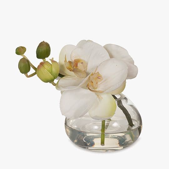 Image of White Orchid Phalaenopsis in Vase - 13cm