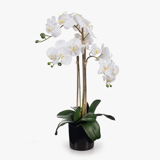 Image of White Orchid Phalaenopsis in Pot - 61cm