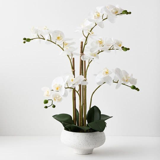 Image of White Orchid Phalaenopsis in Bowl - 59cm