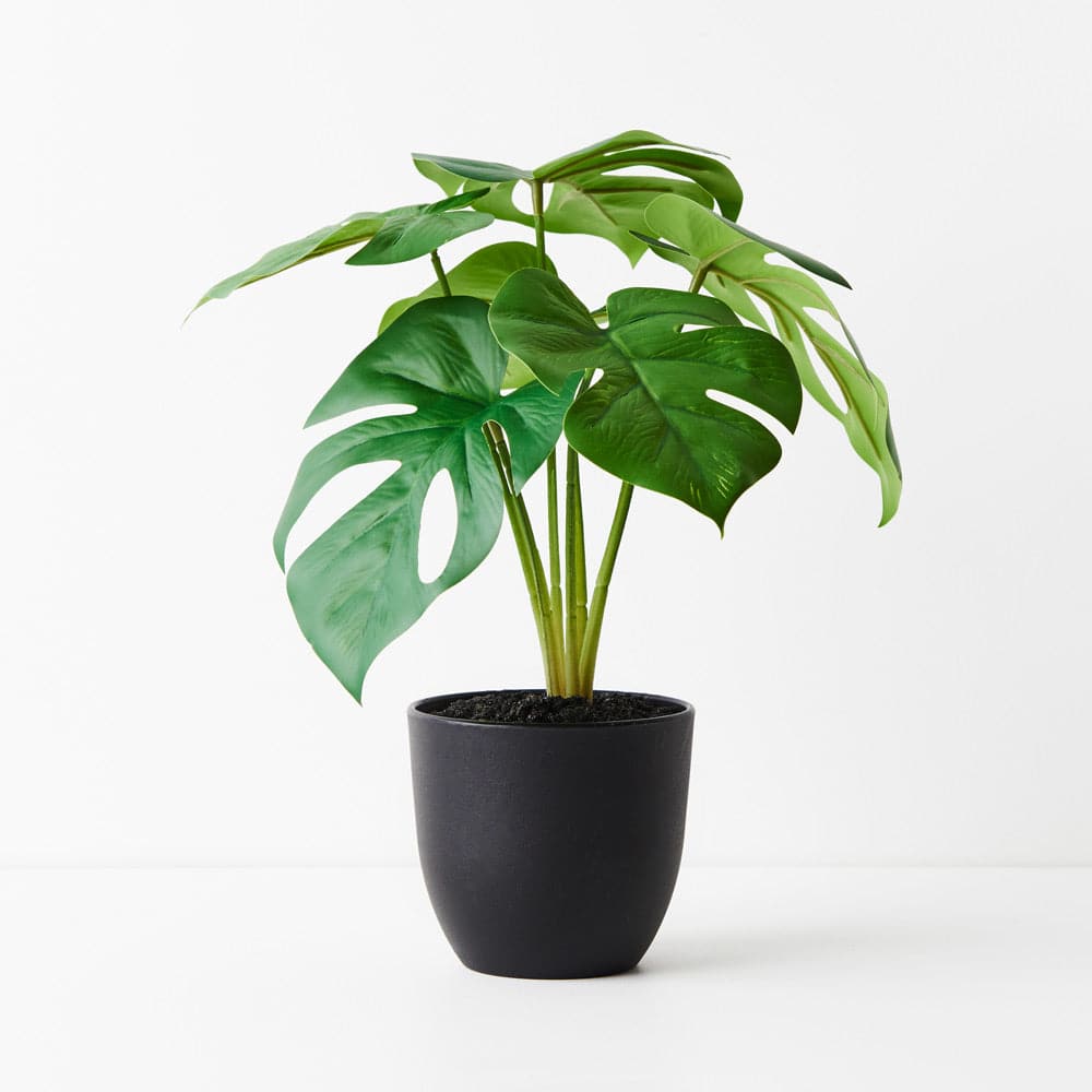 Image of Green Monstera Plant - 28cm