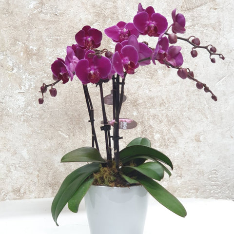 Mini Purple Phalaenopsis Orchid Plant in a Ceramic Base