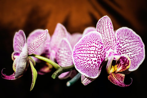 Phalaenopsis Orchid Photo by Aldo Fernandes Azevedo from Pexels