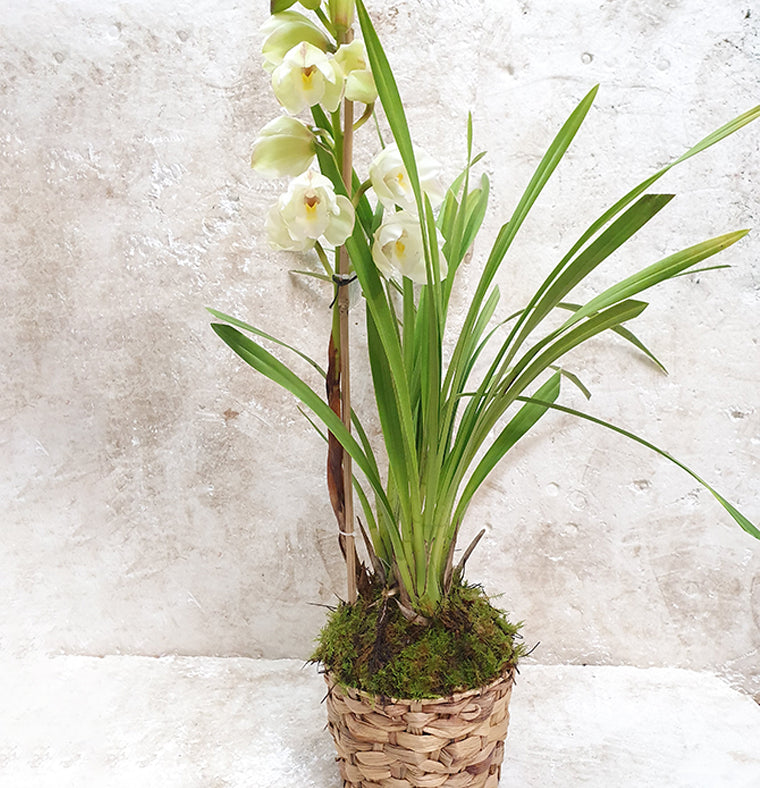 orchid cymbidium plant