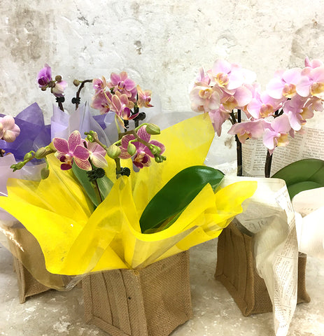 Single Mini Orchid Plant