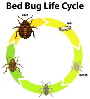 Bed Bug Glue Trap – 20 Pack  Bed Bug Interceptor Trap, Monitor, Detector,  Killer – EcoPest Supply