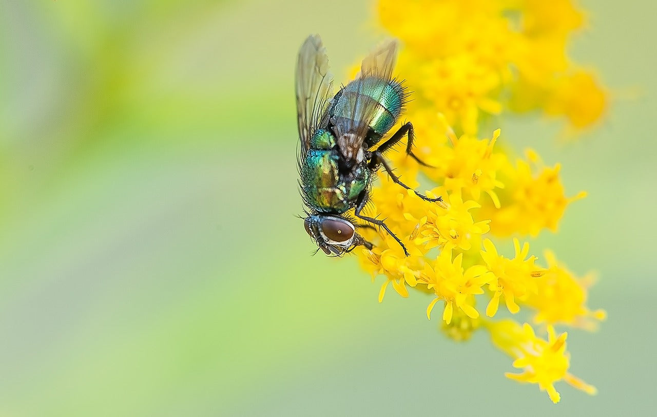 Sticky Fly Traps (Yellow) — 50 Pack