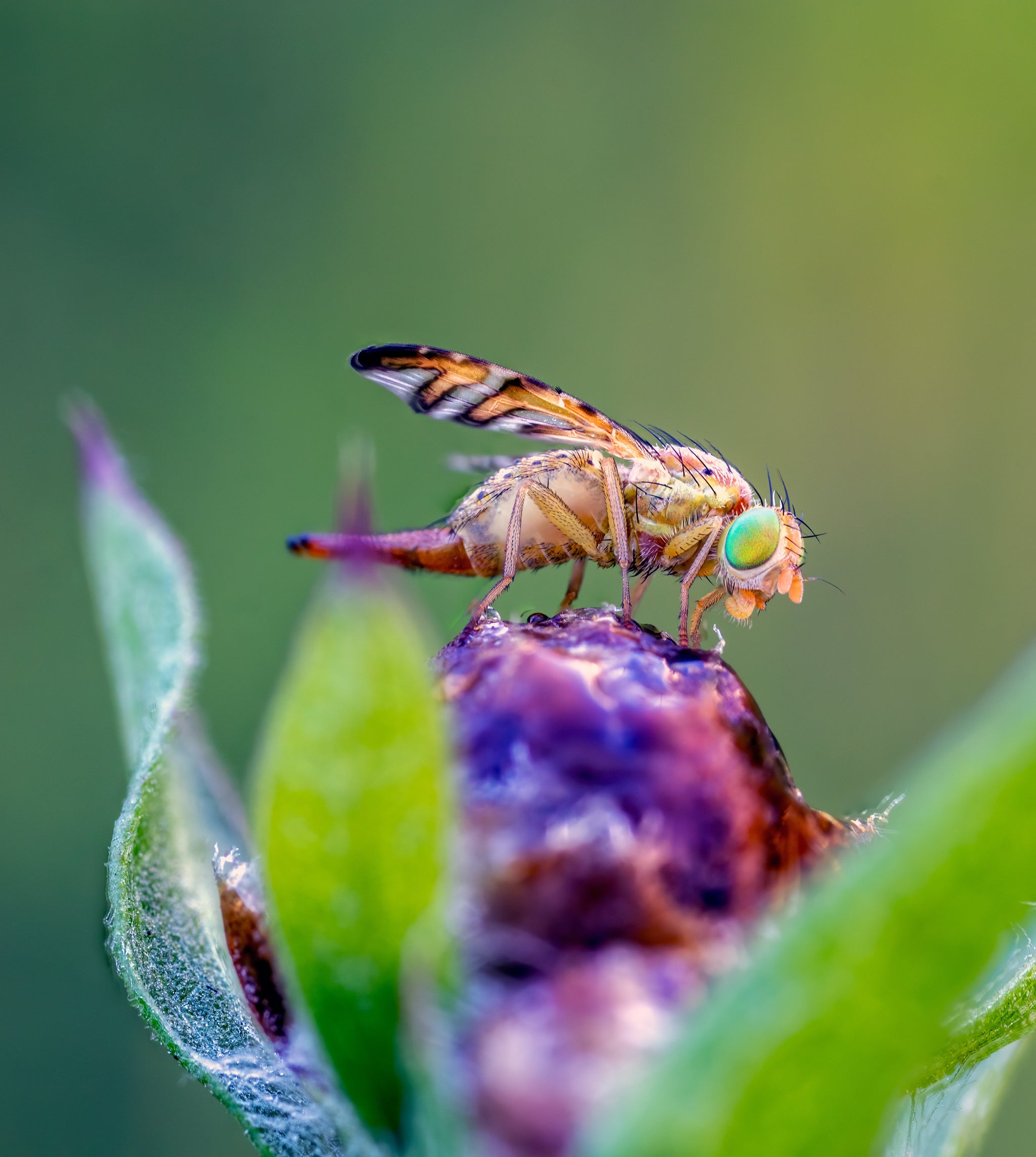 Stick-A-Fly Window Fly Trap