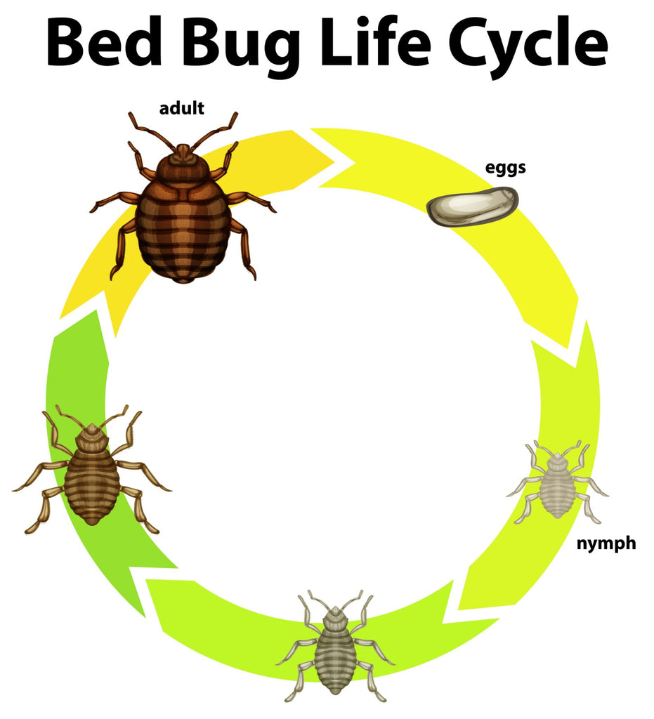 Life cycle of bed bugs.