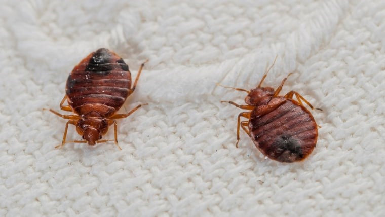 Bed bugs in homes during winter.